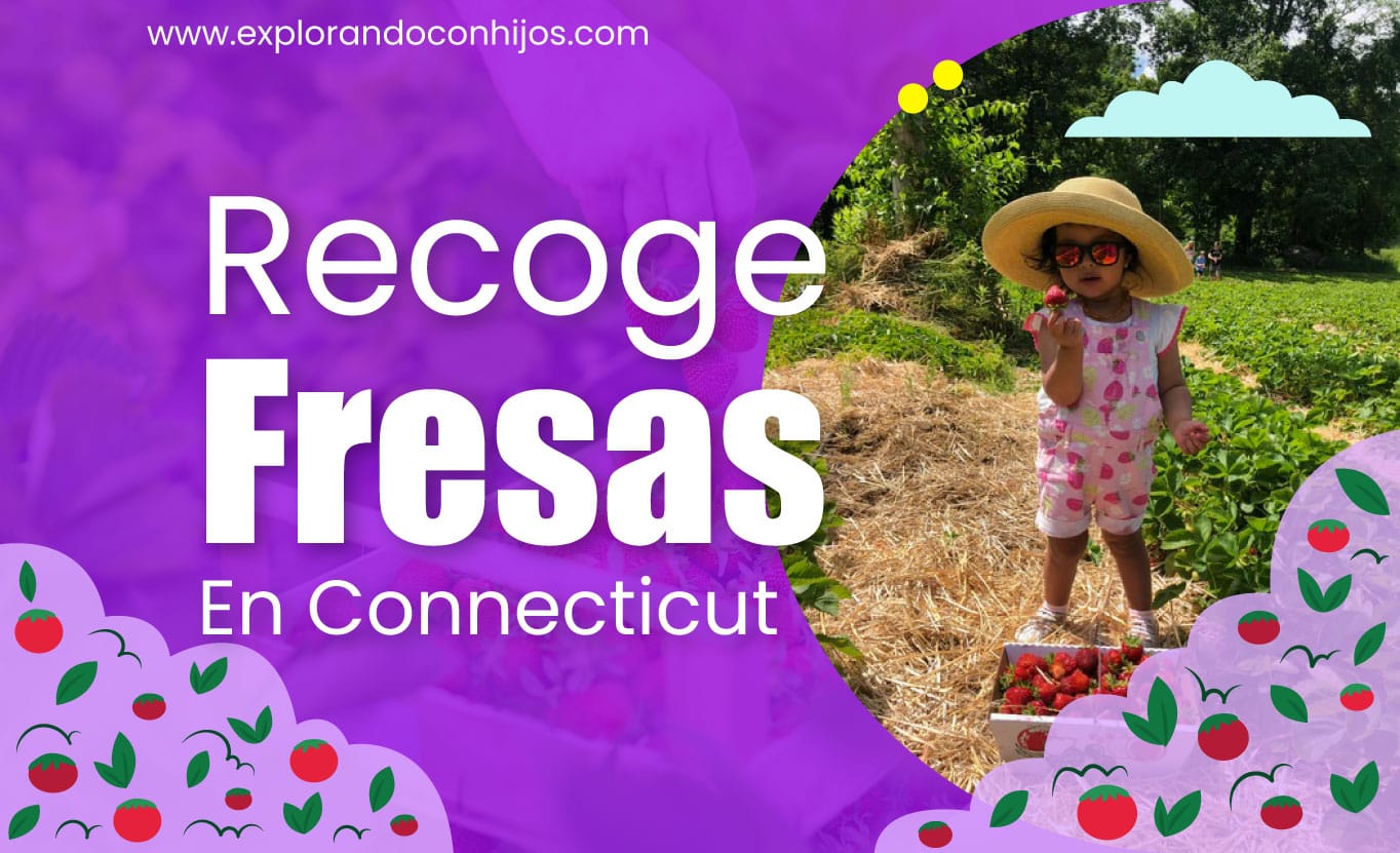 Recoge Fresas En Connecticut